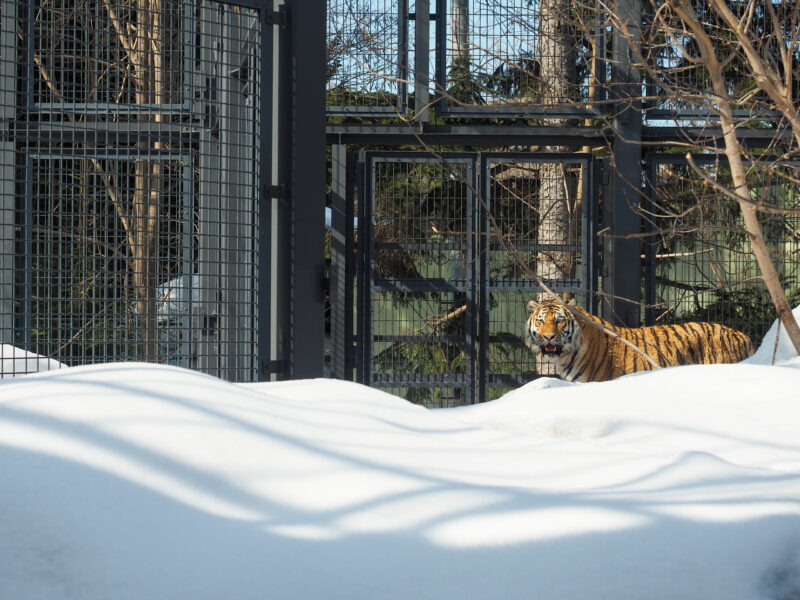 円山動物園 写真5 2023-03-06