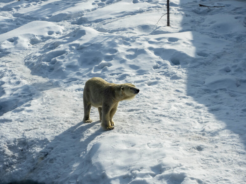 円山動物園 写真1 2023-03-06