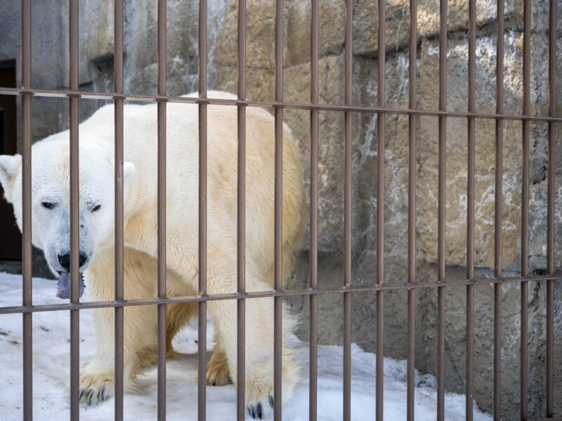 円山動物園 写真2 2023-03-06