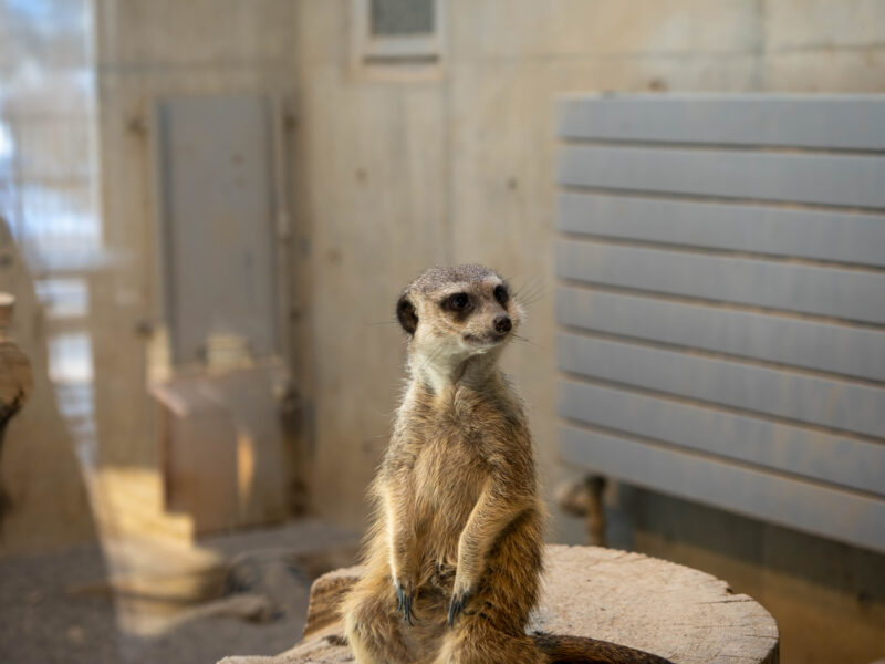 円山動物園 写真4 2023-03-06